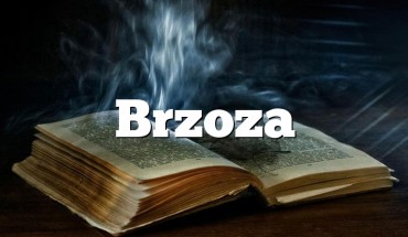 Brzoza