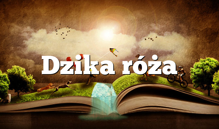 Dzika róża