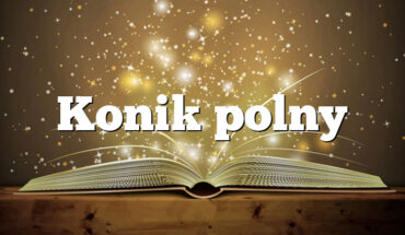 Konik polny