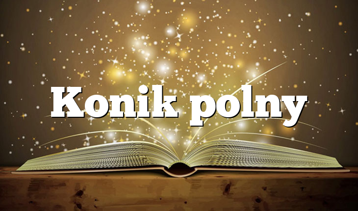Konik polny