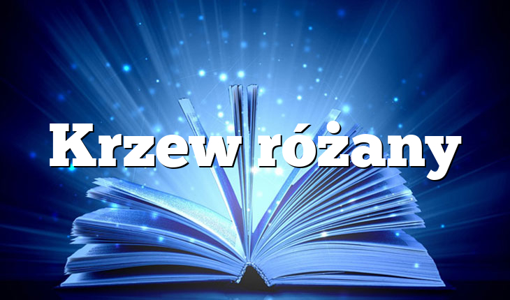 Krzew różany