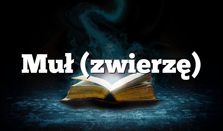 Muł (zwierzę)
