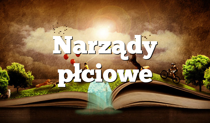 Narządy płciowe