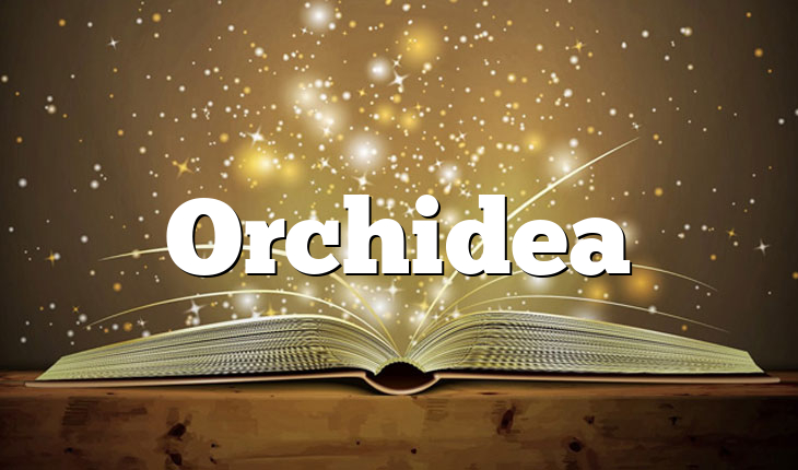 Orchidea