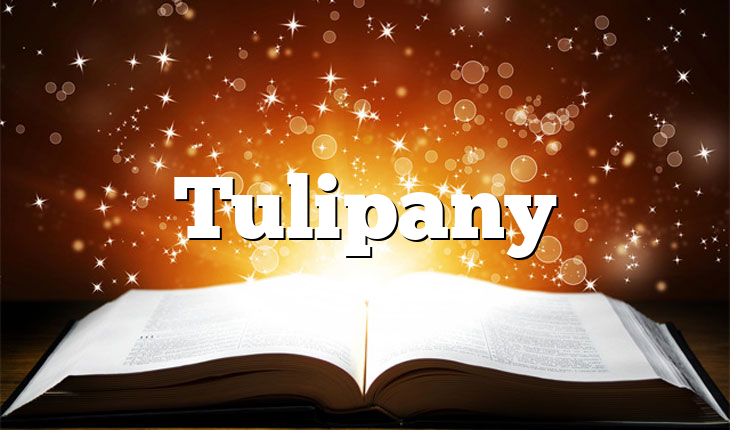 Tulipany