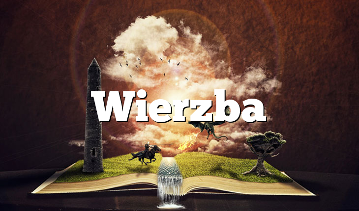 Wierzba
