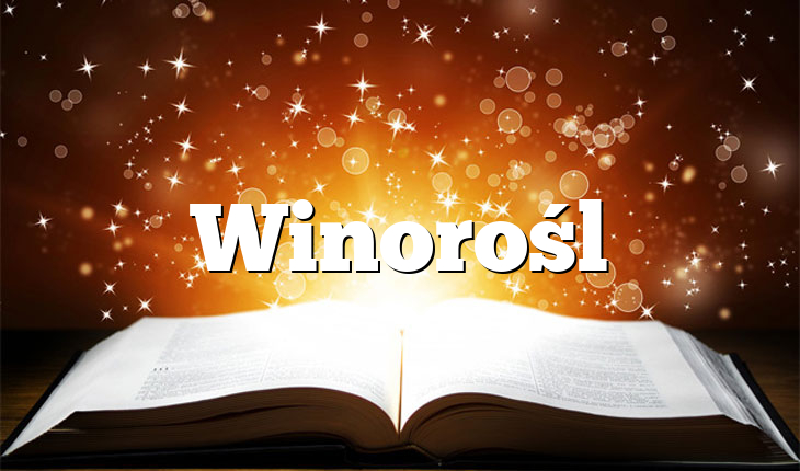 Winorośl